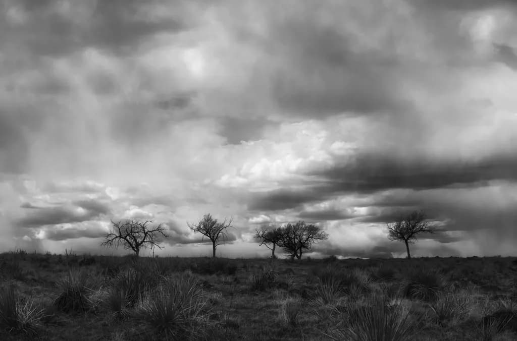 Lone Silhouettes