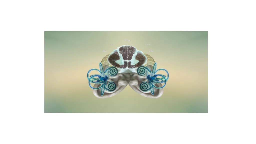 Choral Lepidoptera