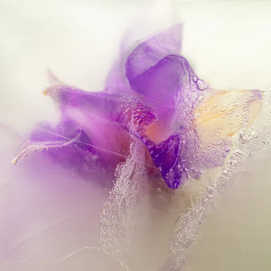 Frozen Potato Flower