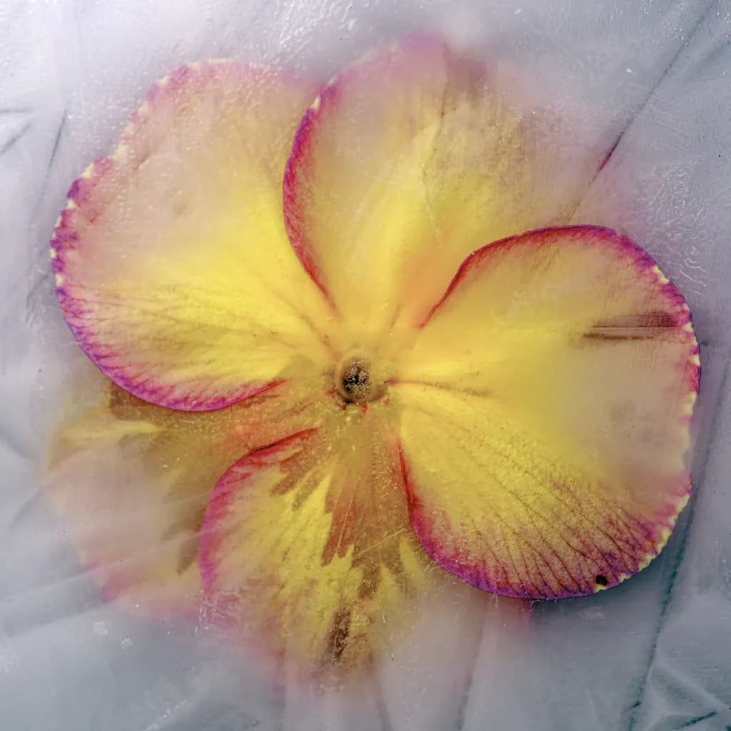 Polyanthus Flower In Ice #2