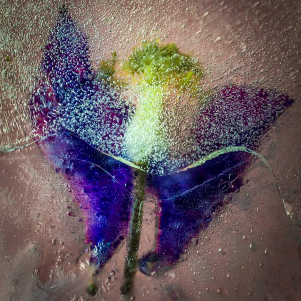 Aquilegia Angel
