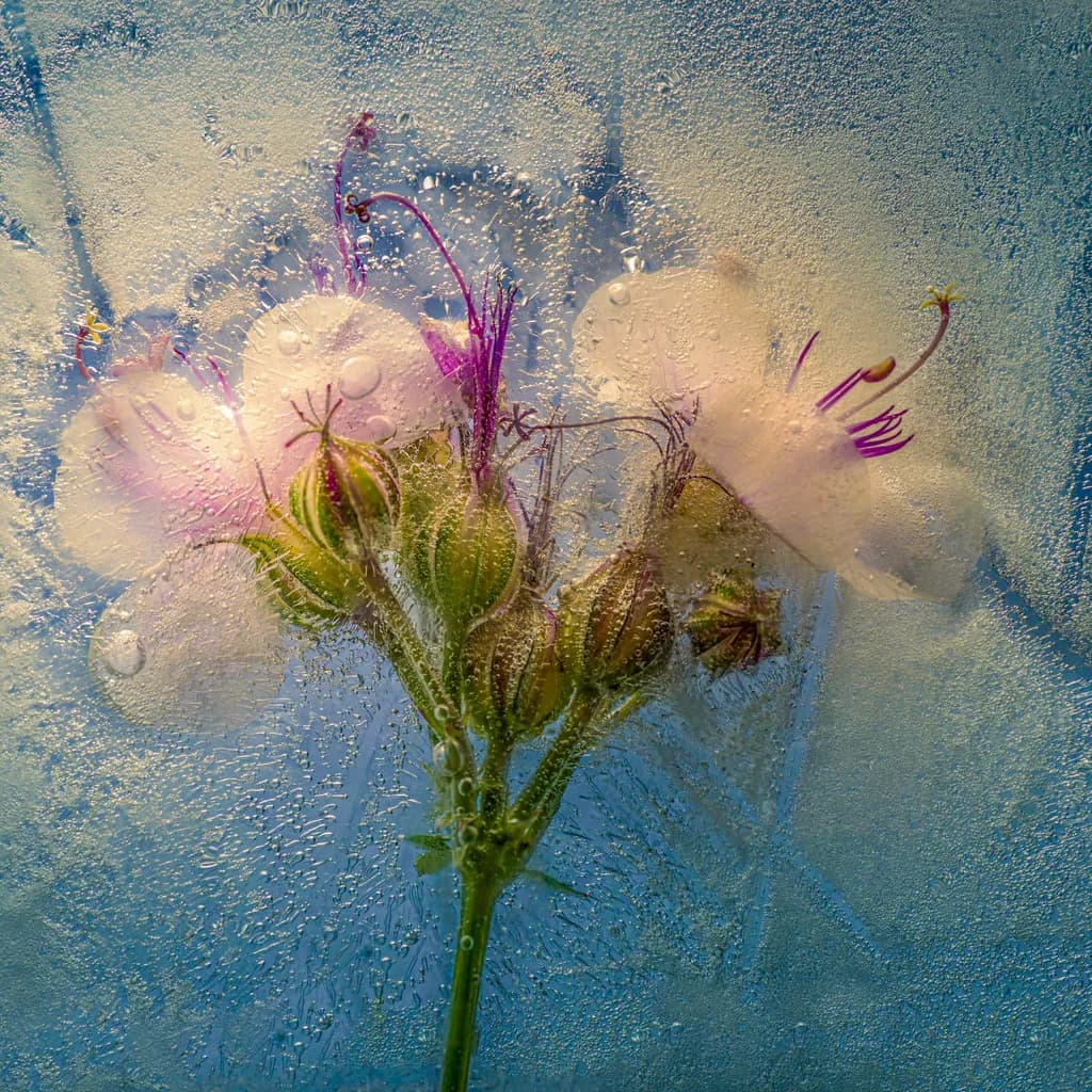 Frozen Bloom