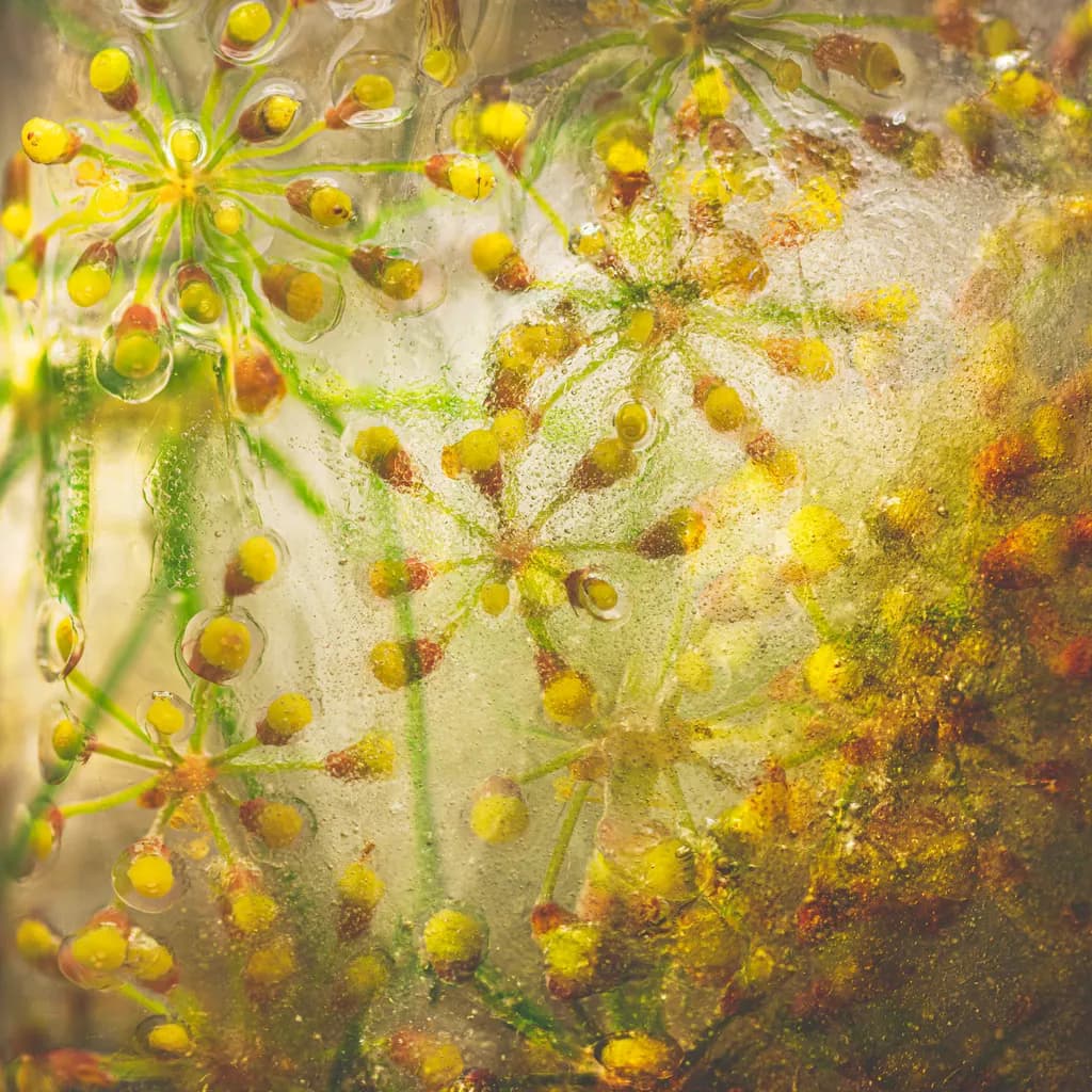 Fennel Ice