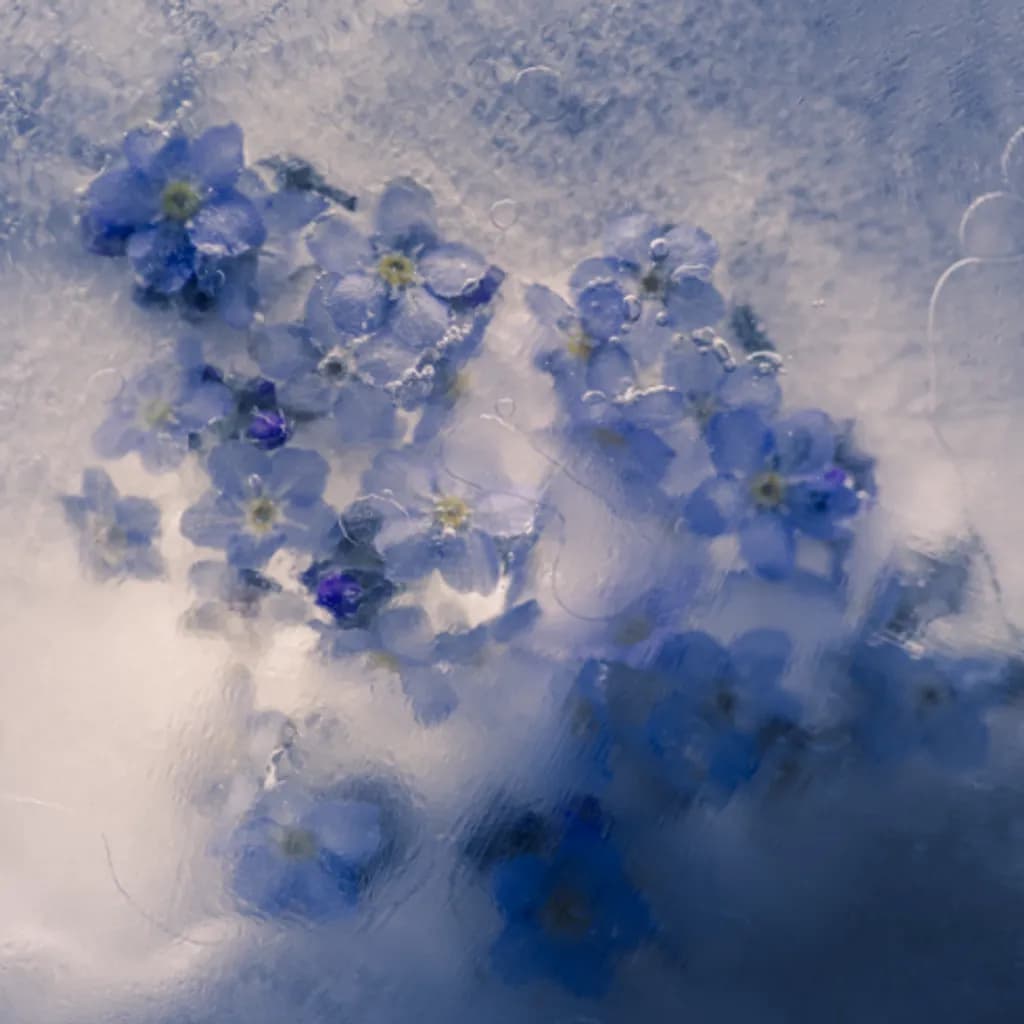 Forget-Me-Not Veil
