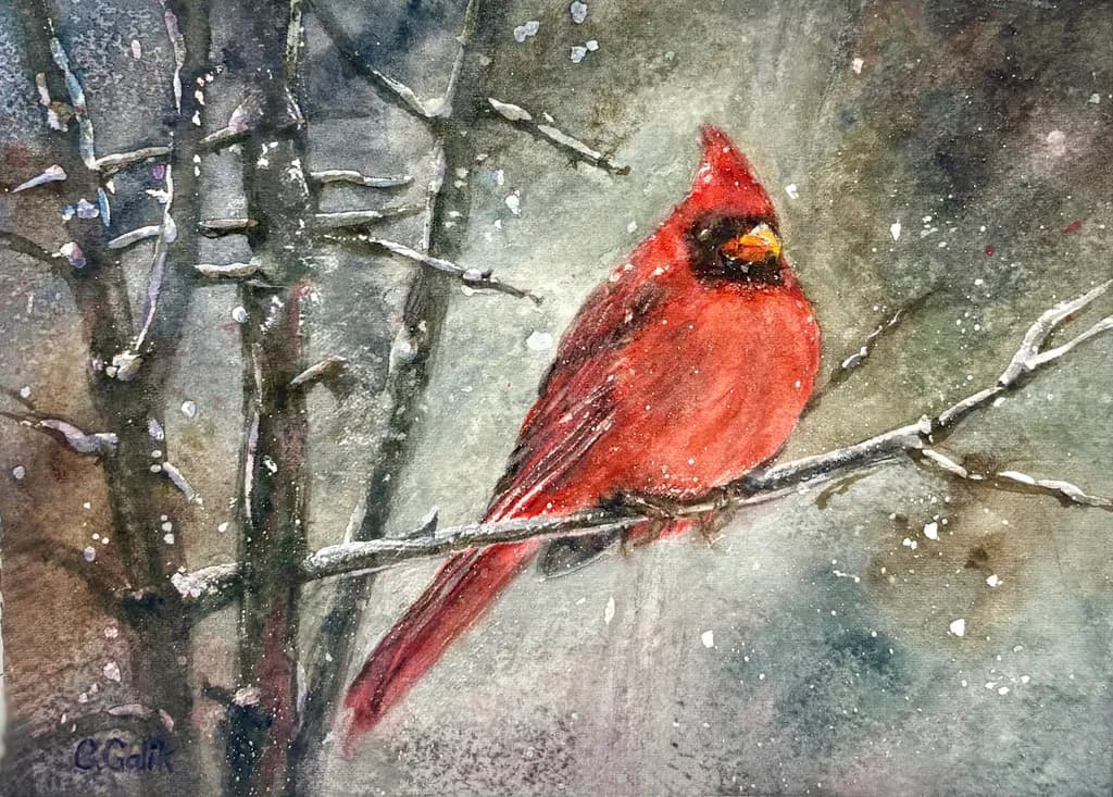 Winter Cardinal