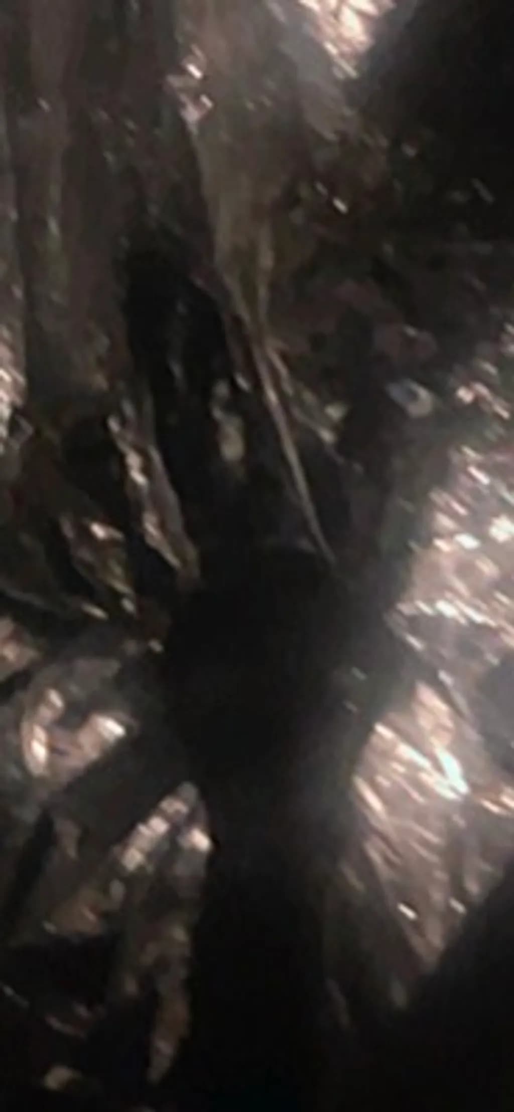 Metallic Eclipse