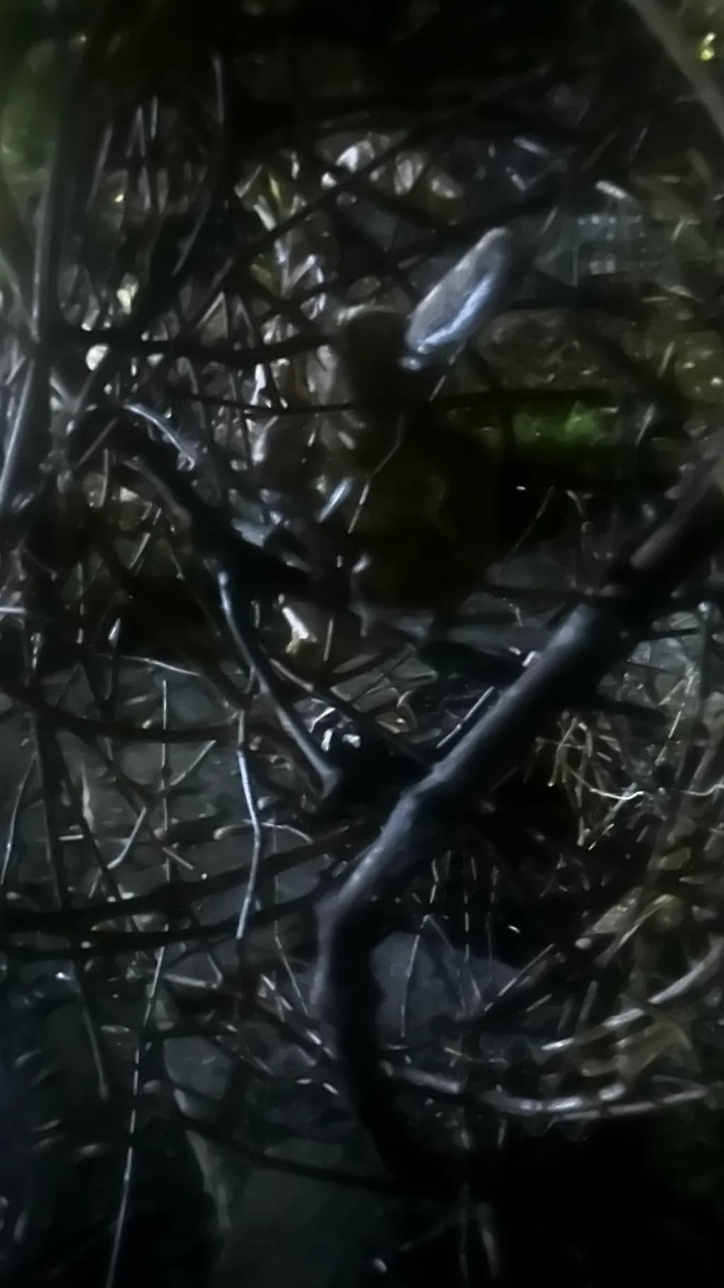 Tangled Shadows
