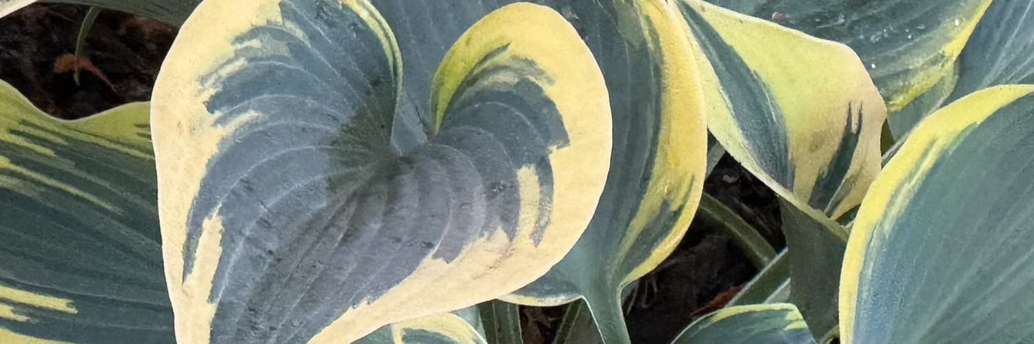 Banner del perfil