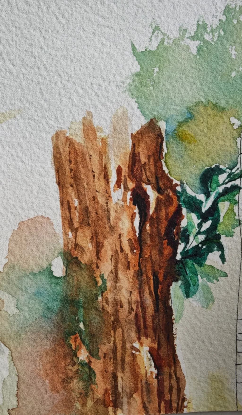 Tree Trunk Study