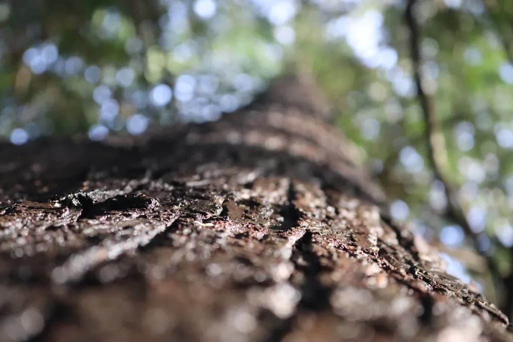 Bark Texture Upward View