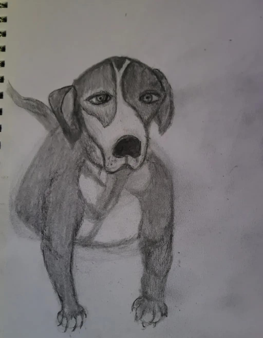 Contemplative Pup