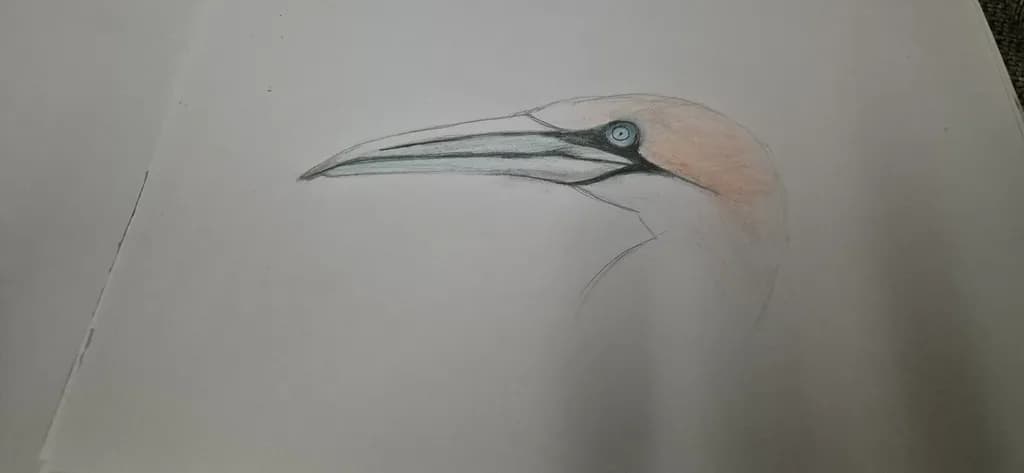 Long-Beaked Gannet Profile