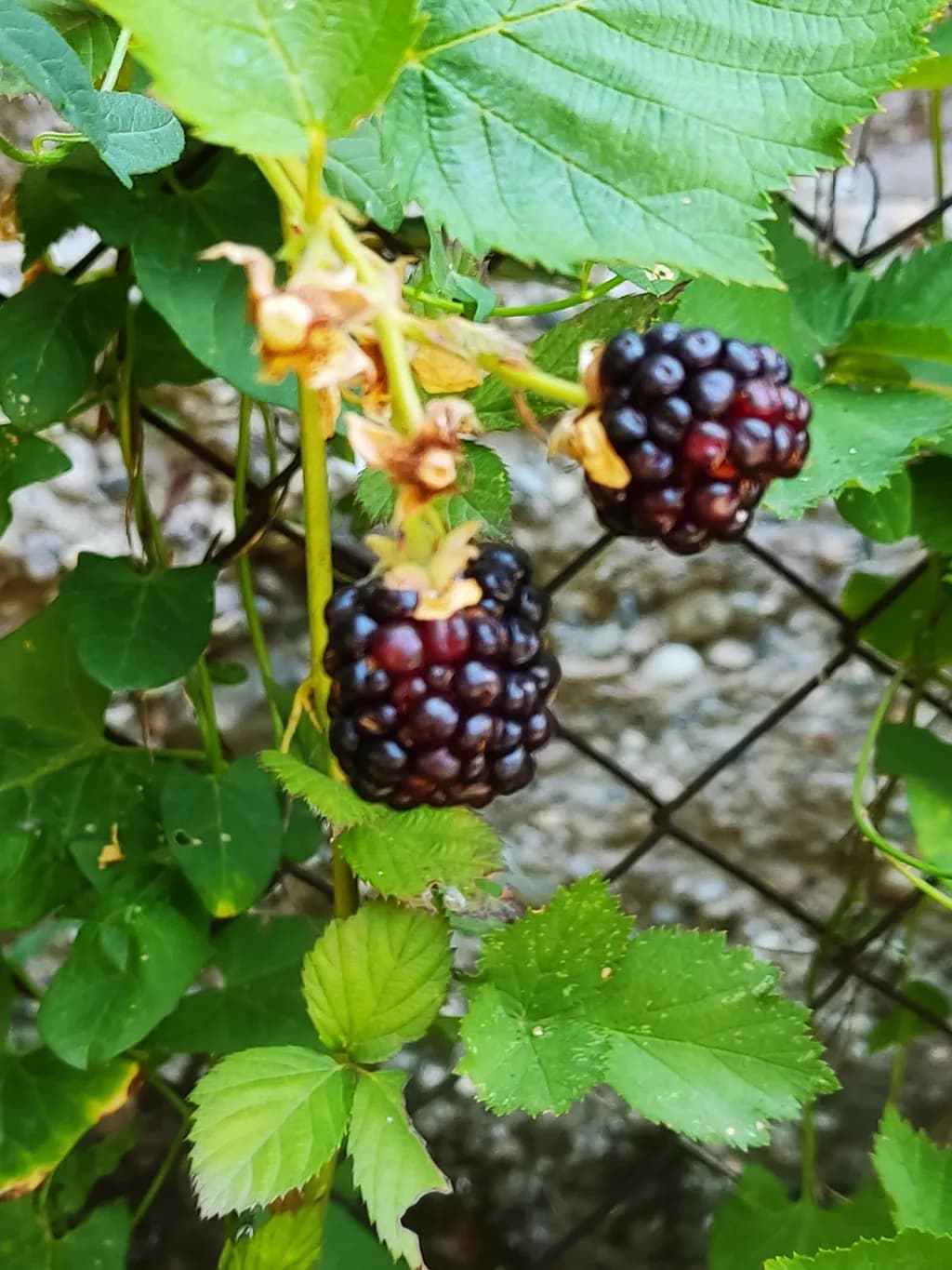 Ripening Blackberries
