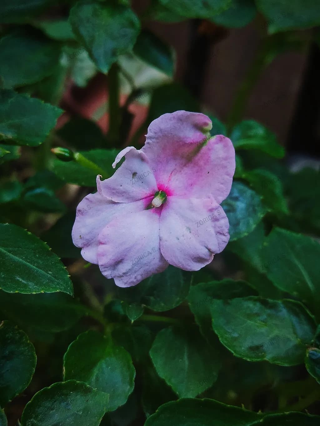 Blush Bloom