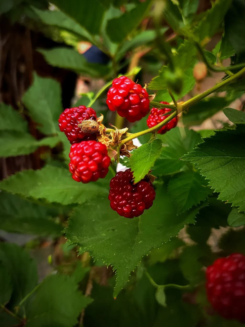 Raspberry Cluster
