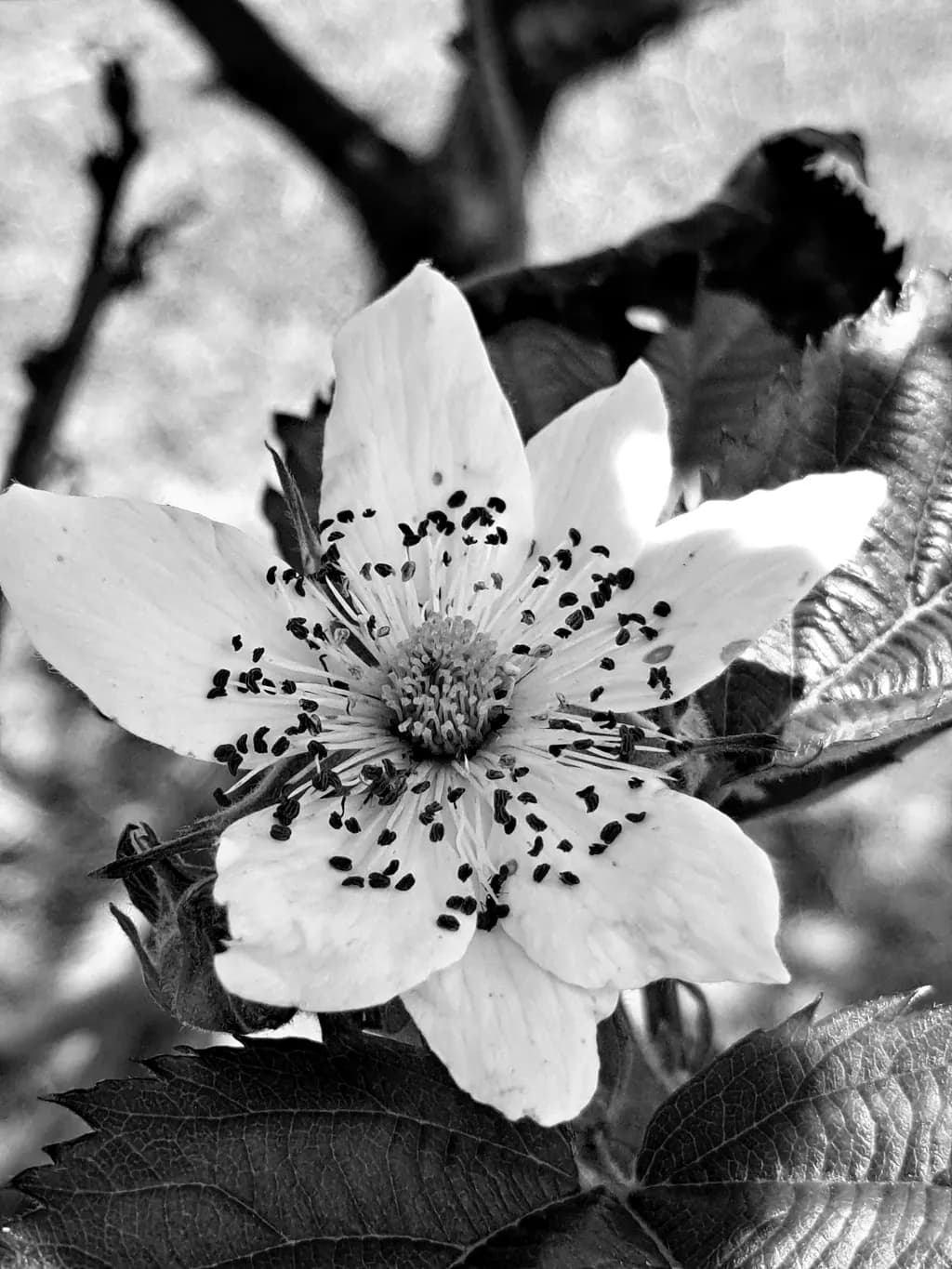 Petal Contrast