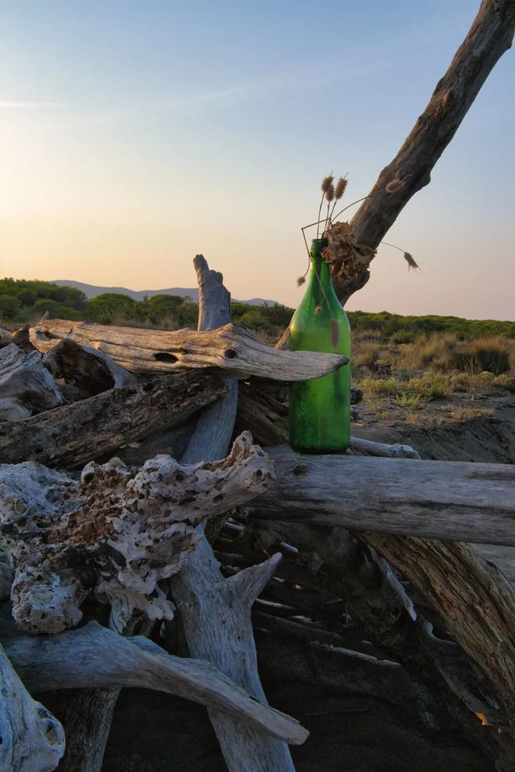 Driftwood Still Life