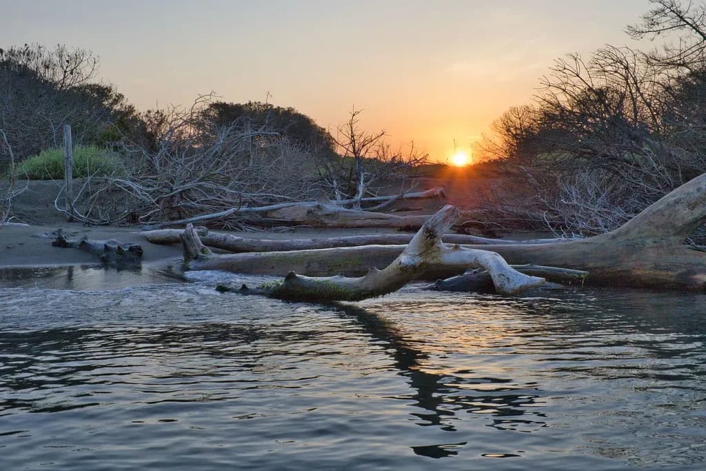 Sunset Driftwood