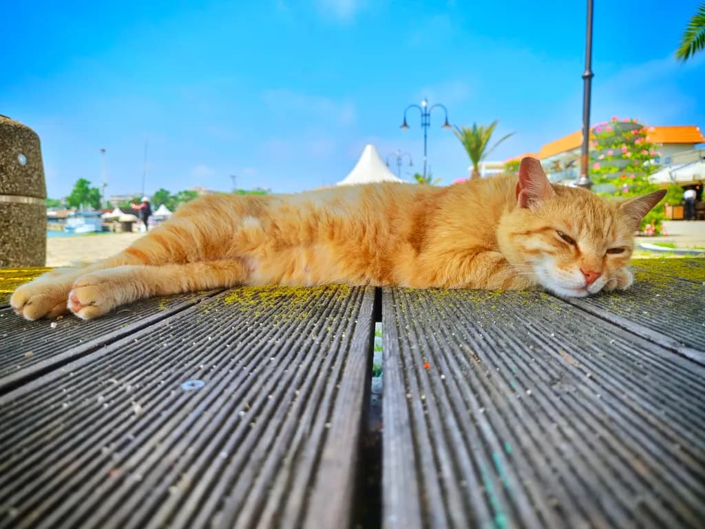 Lazy Harbor Cat