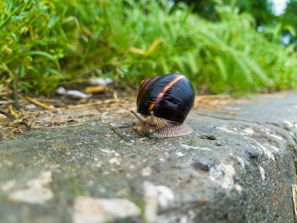 Striped Shell Wanderer