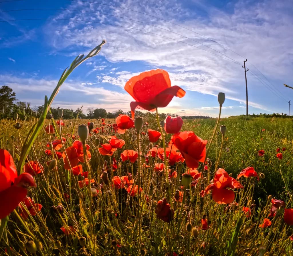 Field of Red Poppies