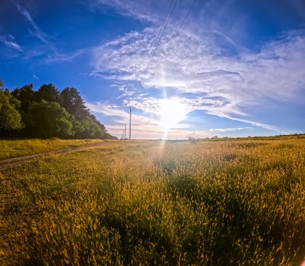 Sunlit Meadow Path