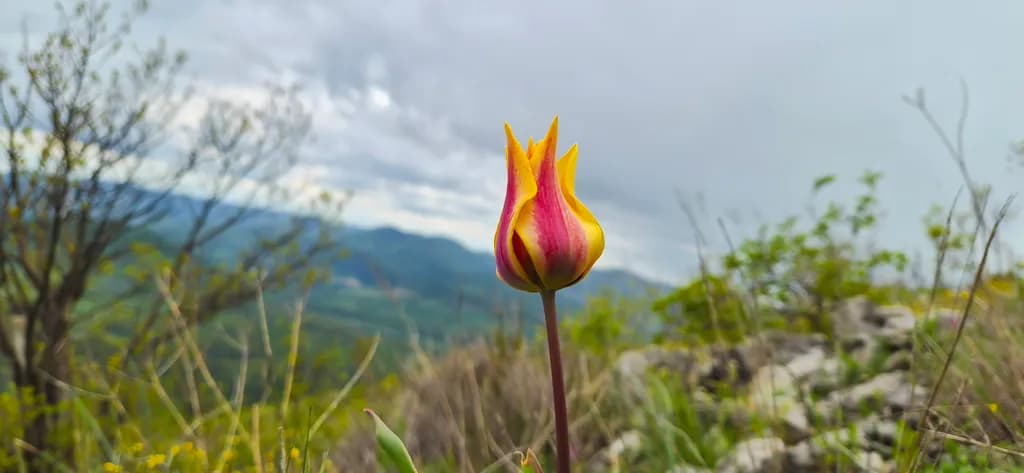 Mountain Bloom
