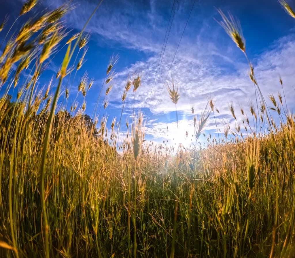 Golden Field Horizon