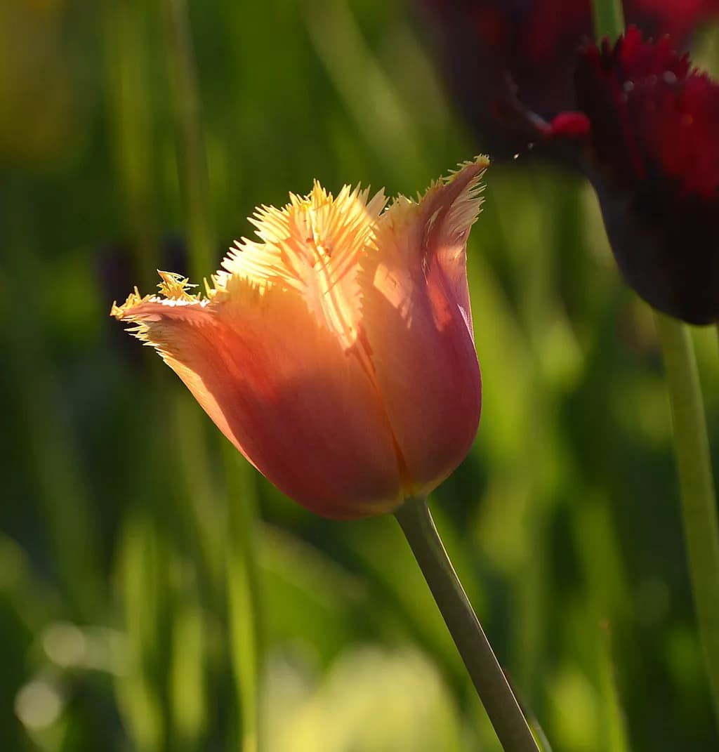 Glowing Tulip