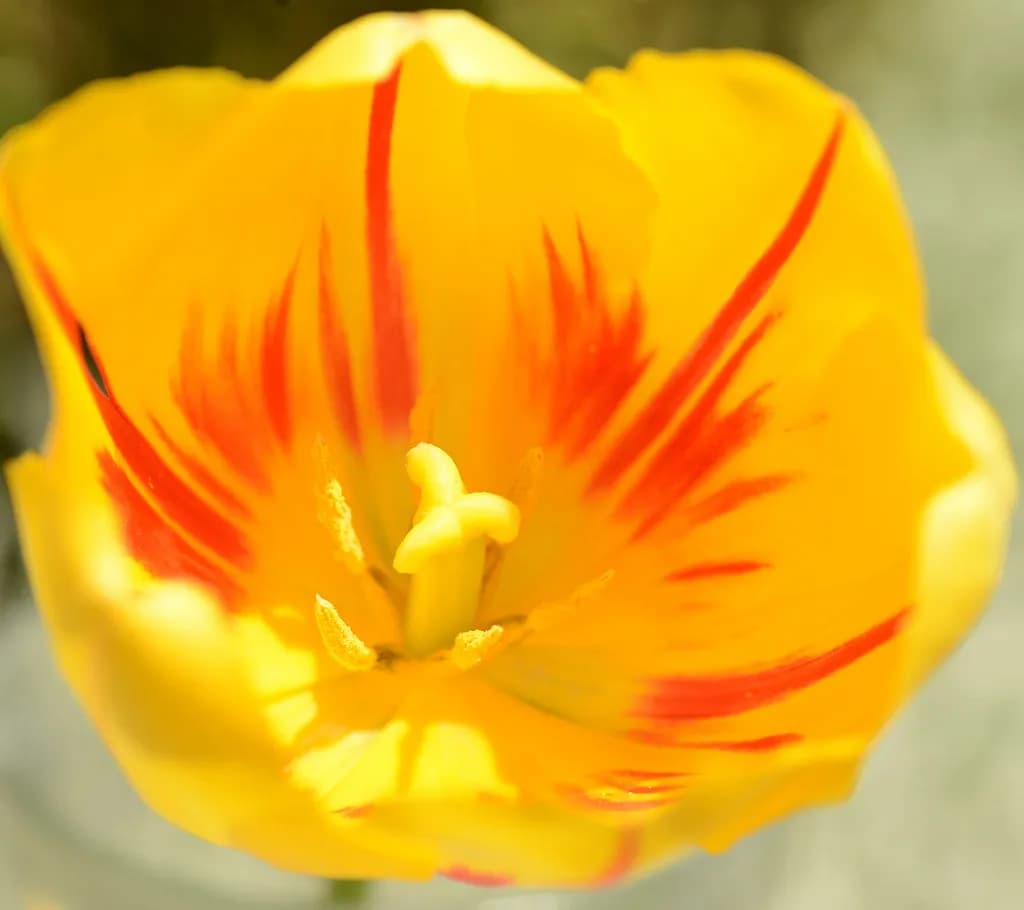 Flame Lining Tulip
