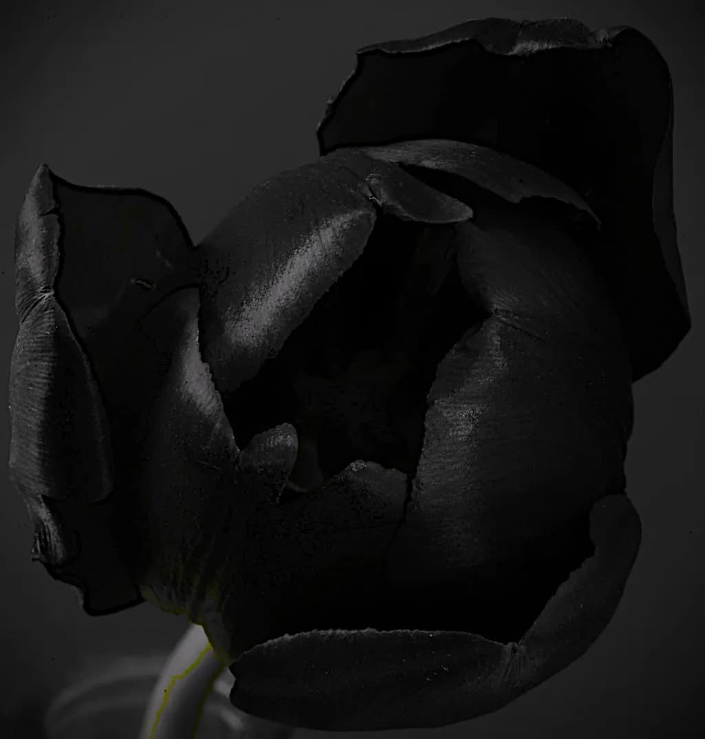 Black Tulip