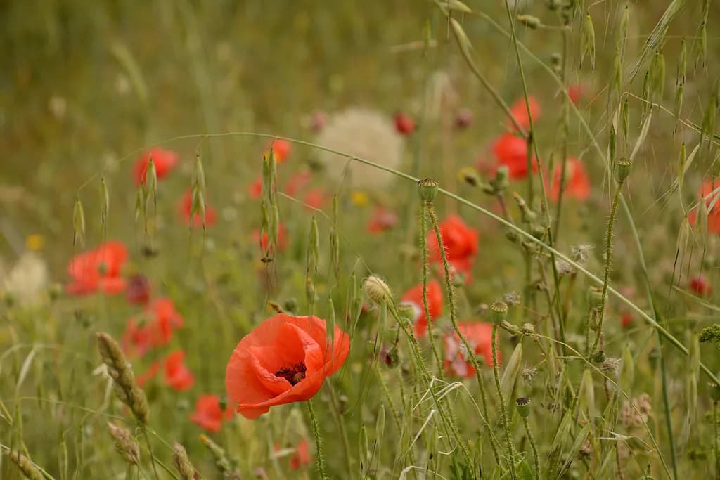 Red Poppy Meadow