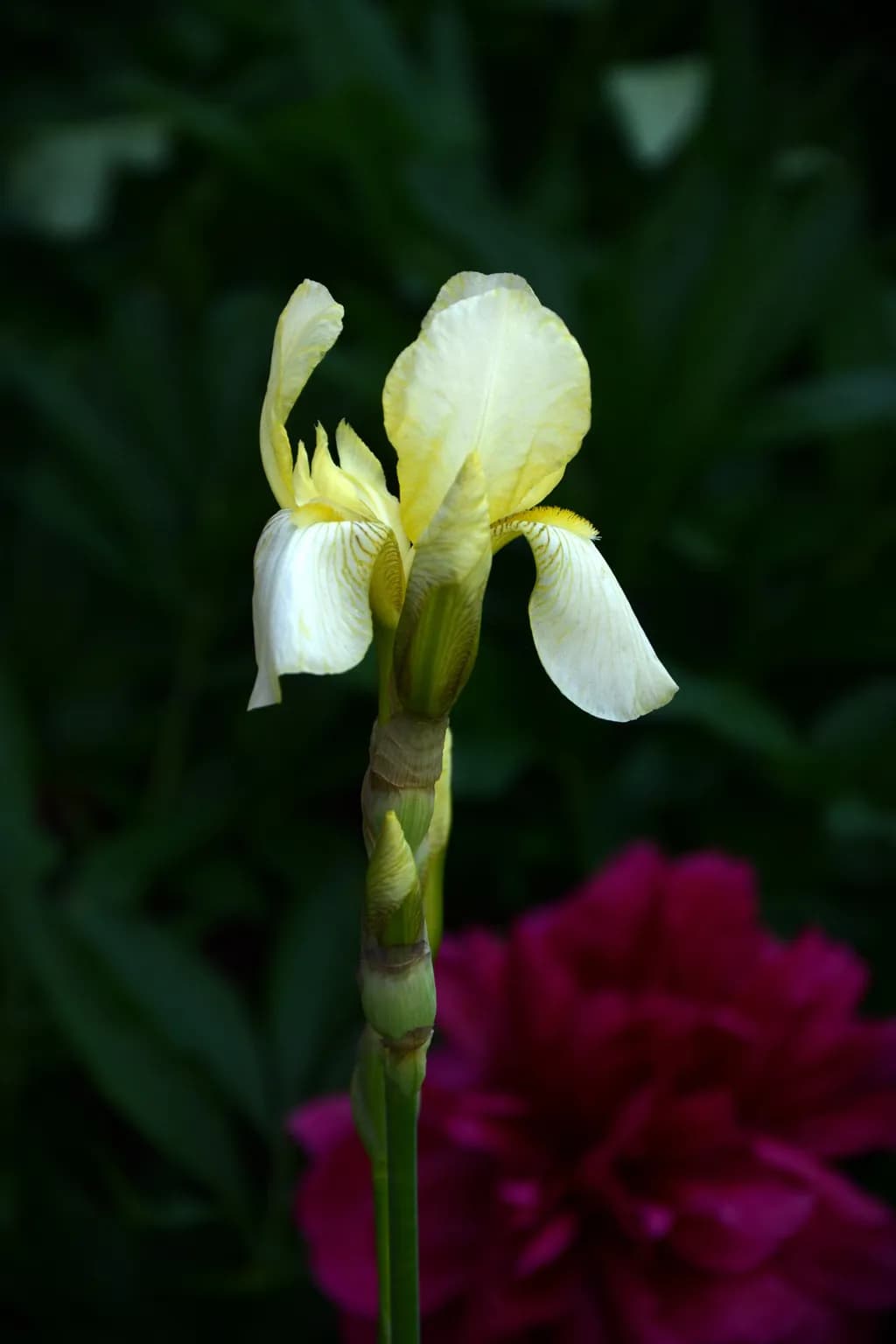 Yellow Iris Bloom