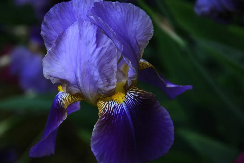 Iris Majesty