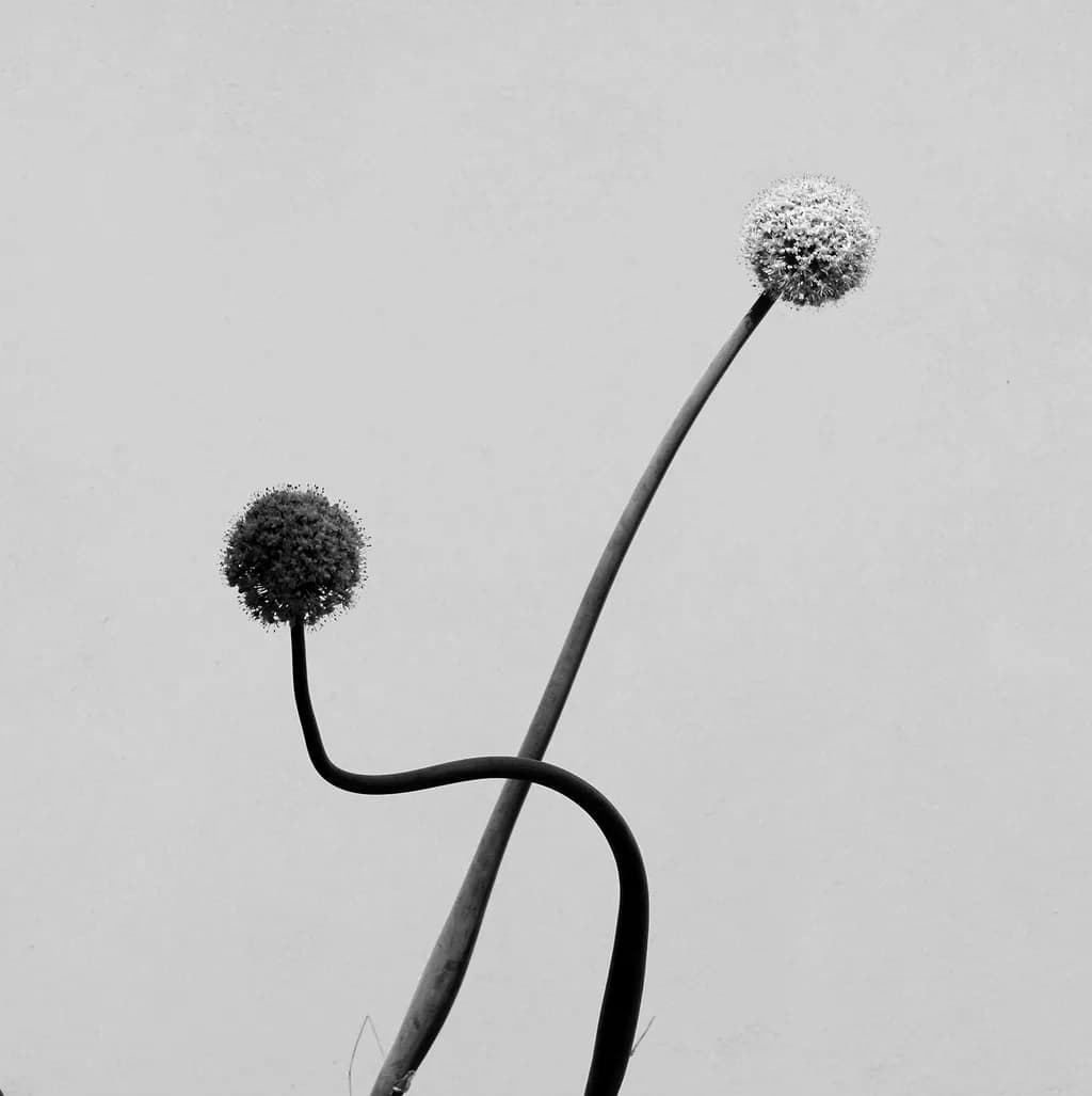 Curved Blooms