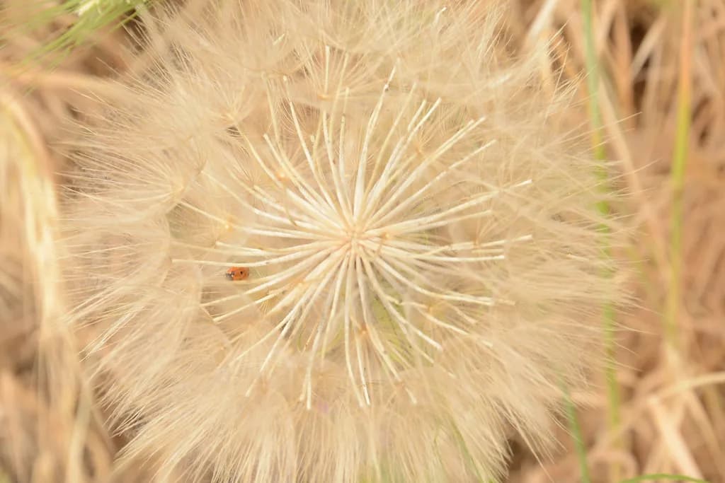 Delicate Geometry