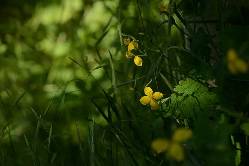 Sunlit Wildflowers