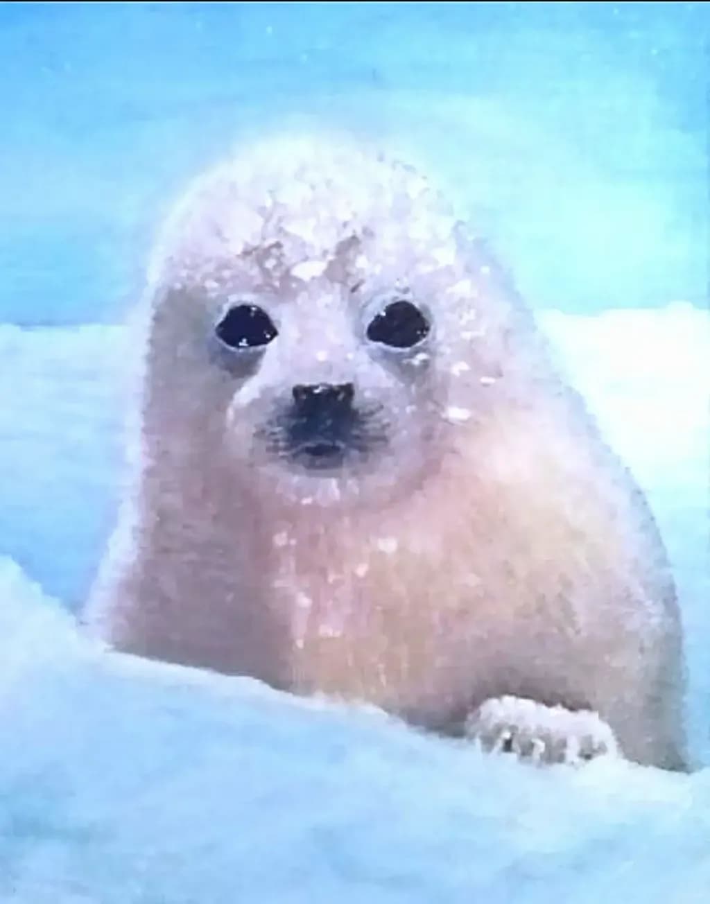 Arctic Pup