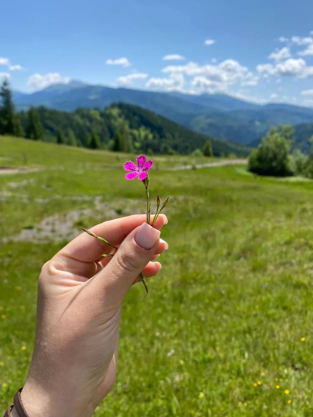 Mountain Breeze Bloom