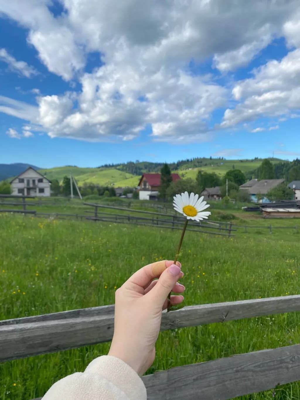 Daisy in the Meadow