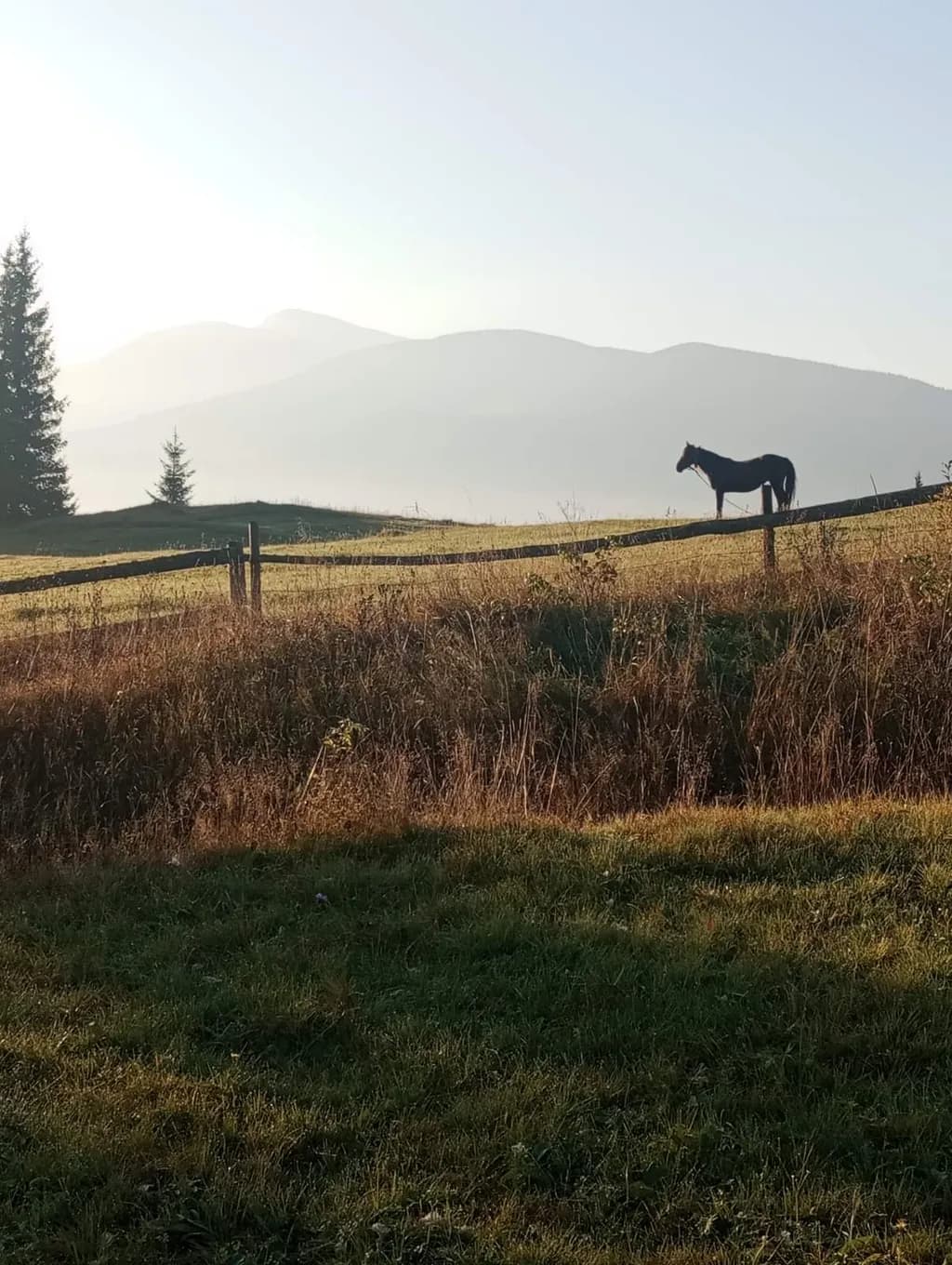 Lonely Stallion