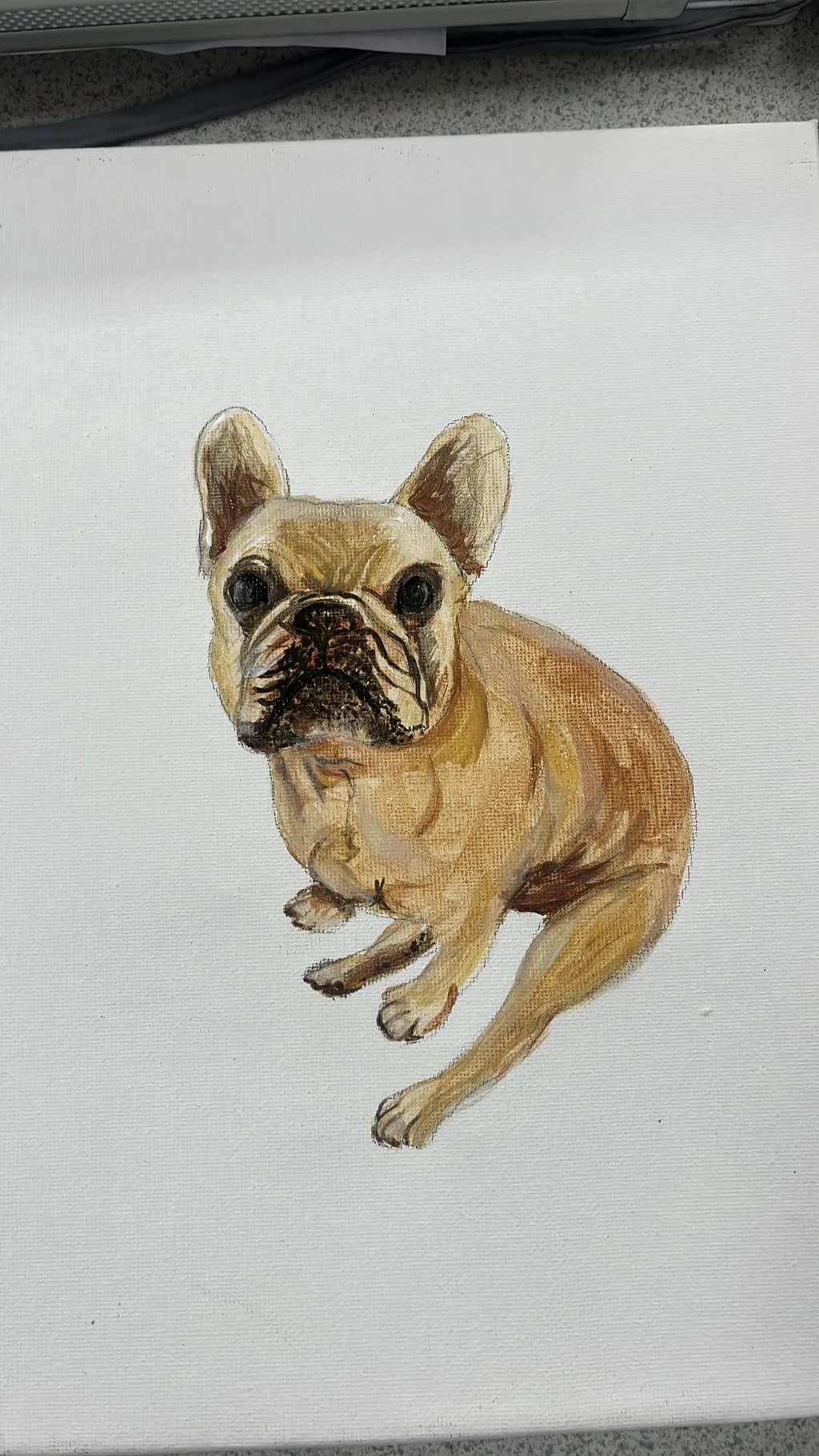 Frenchie Gaze