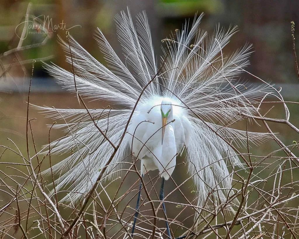 Feathered Fan