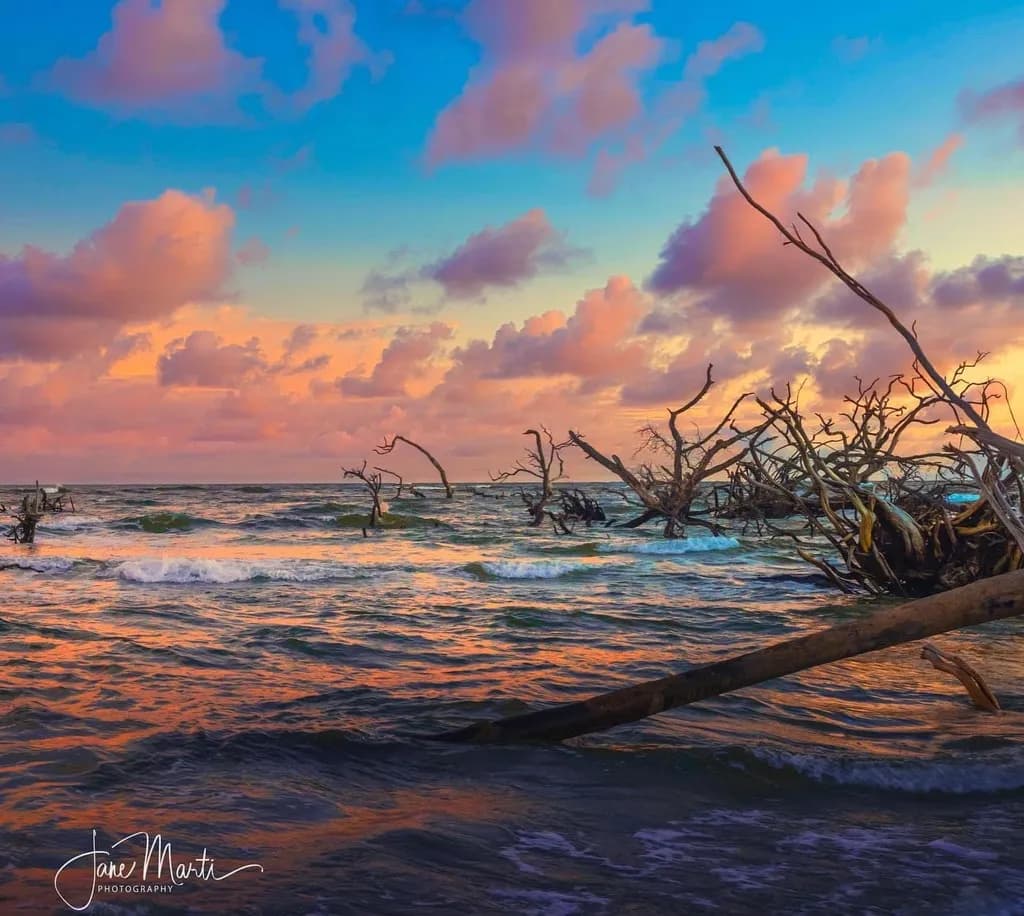Sinking Branches Sunset