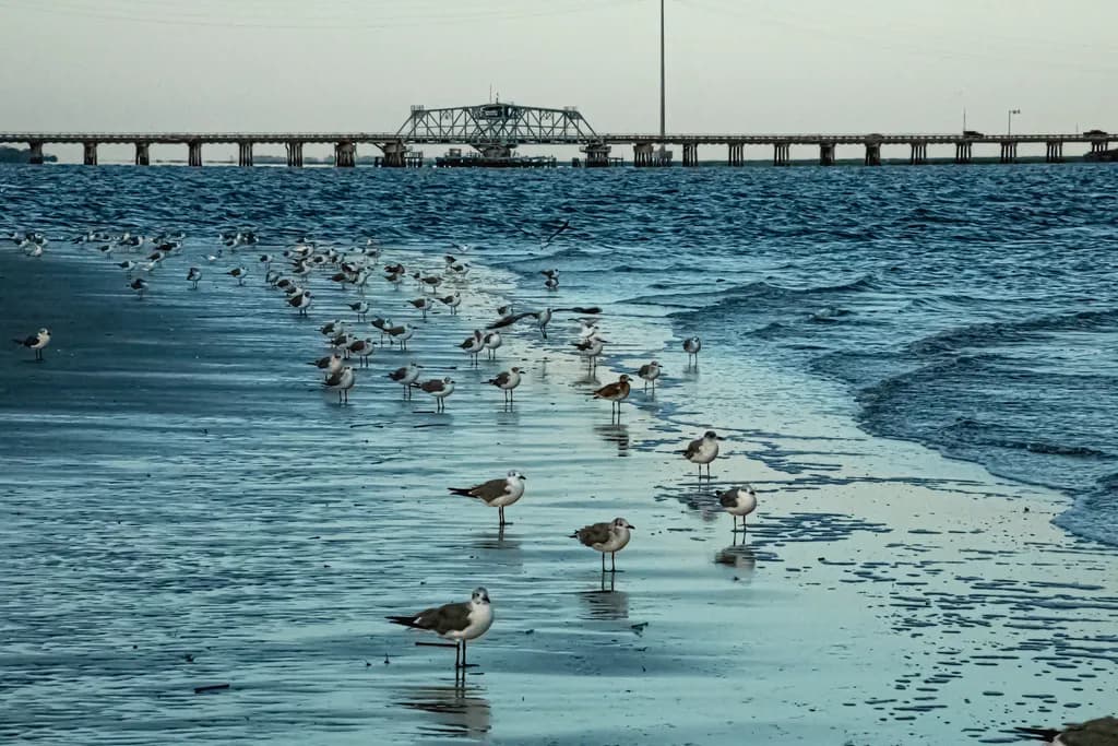 Seagulls in Front of the Old Bridge