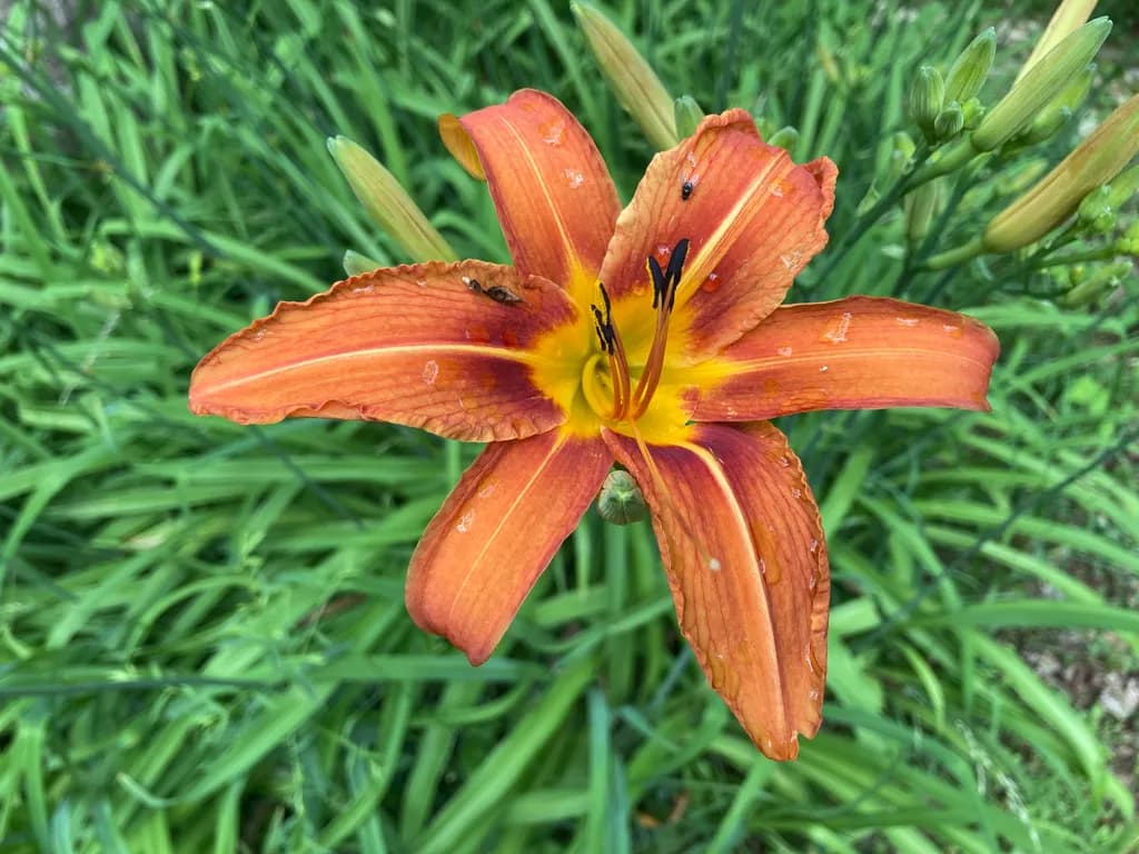 Summer Torch