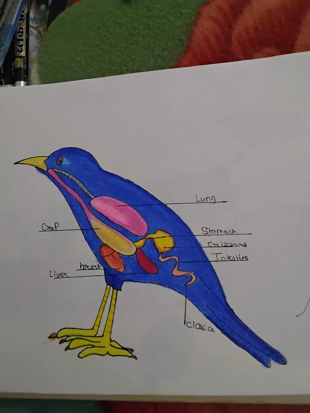 Bird Anatomy Diagram