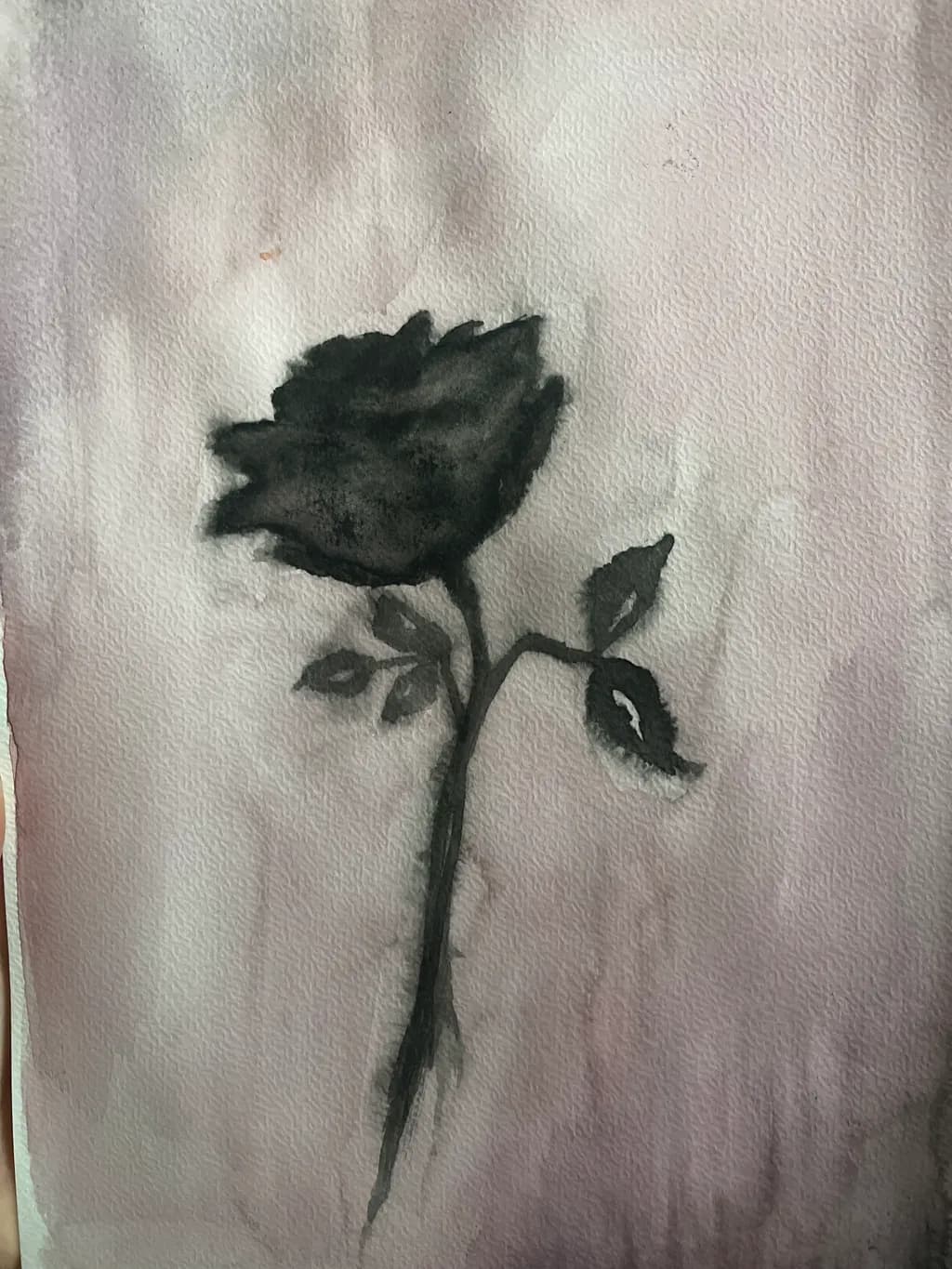 Shadowed Rose
