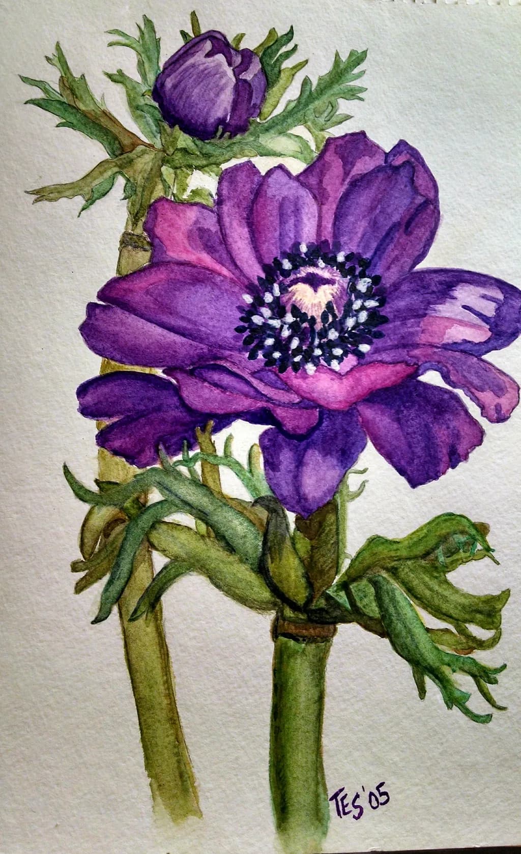 Emerald Anemone