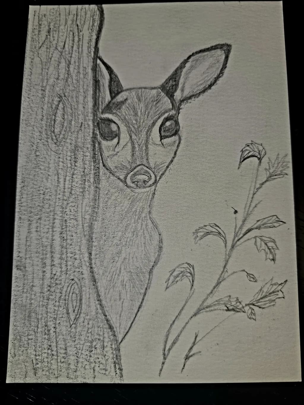 Curious Fawn